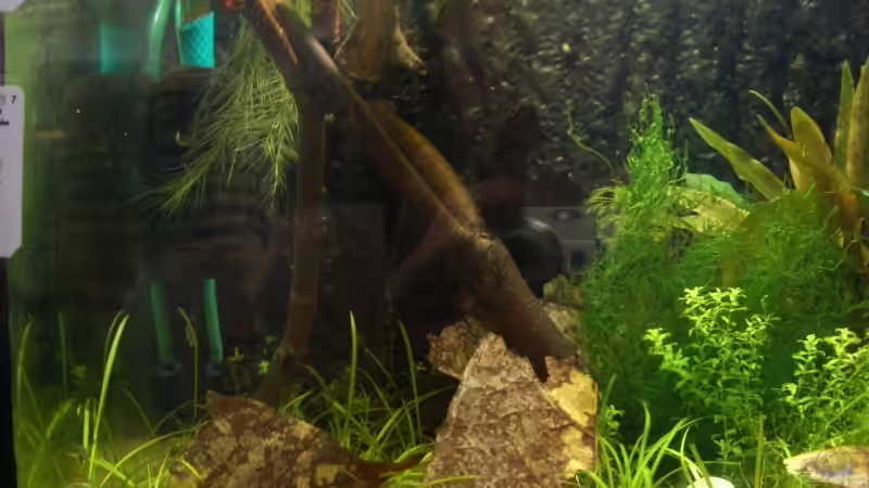 Astaufbau von Knorpelfisch (8)