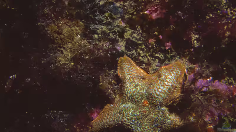 Asterina (Gänsefußseesterne) im Meerwasseraquarium: Freude oder Plage?