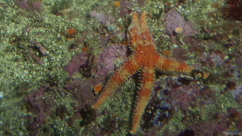 Asterina (Gänsefußseesterne) im Meerwasseraquarium: Freude oder Plage?