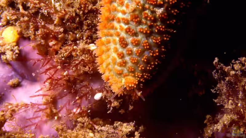 Asterina (Gänsefußseesterne) im Meerwasseraquarium: Freude oder Plage?
