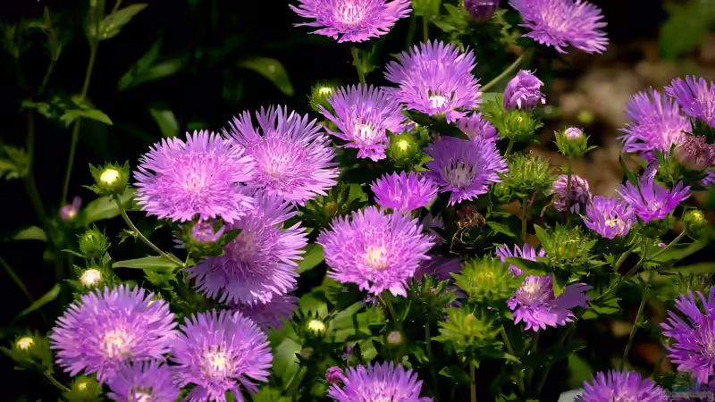 Astern: Farbenprächtige Herbstblüher für Beete, Rabatten und naturnahe Gärten