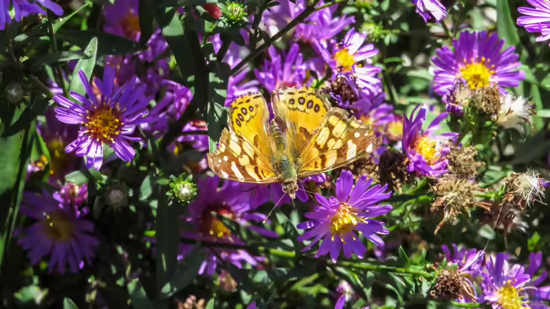 Astern: Farbenprächtige Herbstblüher für Beete, Rabatten und naturnahe Gärten