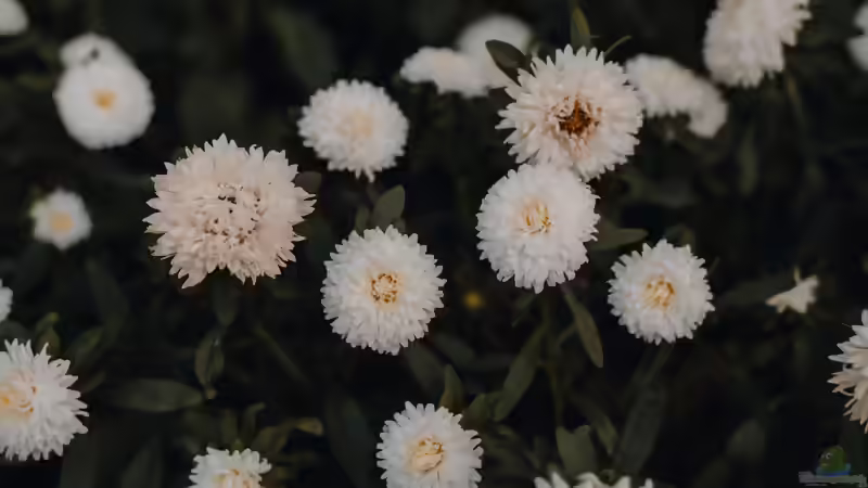Astern: Farbenprächtige Herbstblüher für Beete, Rabatten und naturnahe Gärten