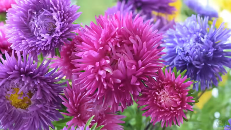 Astern: Farbenprächtige Herbstblüher für Beete, Rabatten und naturnahe Gärten
