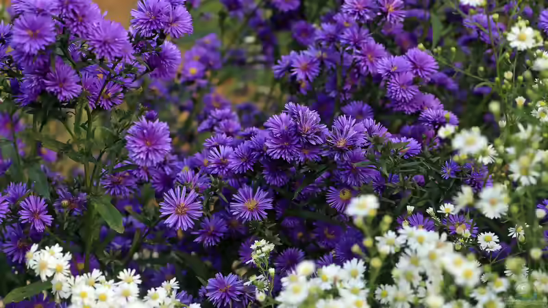 Astern: Farbenprächtige Herbstblüher für Beete, Rabatten und naturnahe Gärten