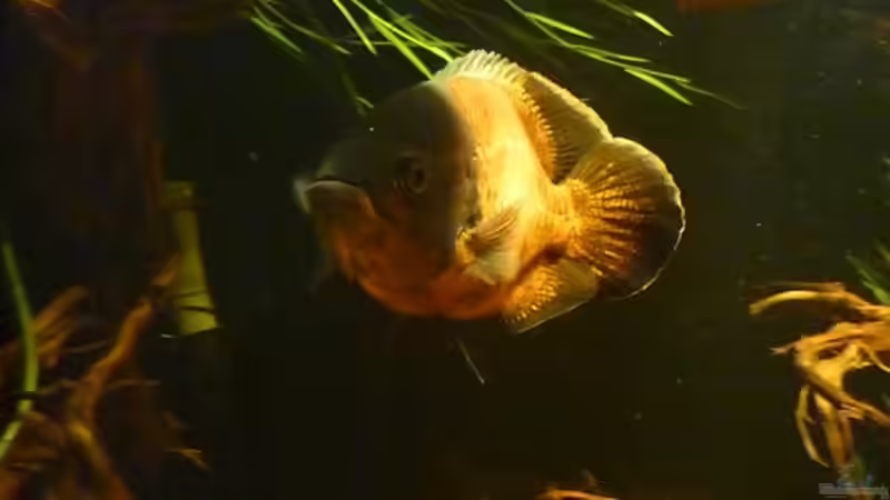 Astronotus Occelatus (Oskar) von Monoculus (11)