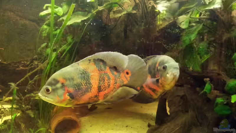 Astronotus ocellatus von Barbara Langenberger (18)