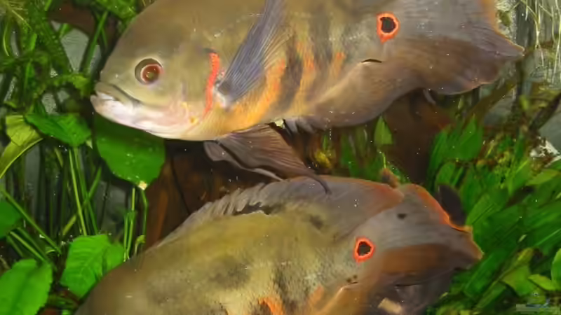 Astronotus Ocellatus von Mike Kurz (6)