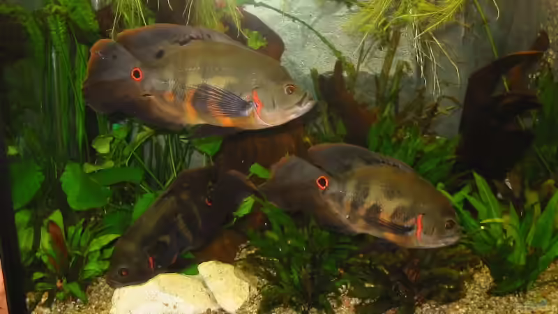 Astronotus Ocellatus von Mike Kurz (7)