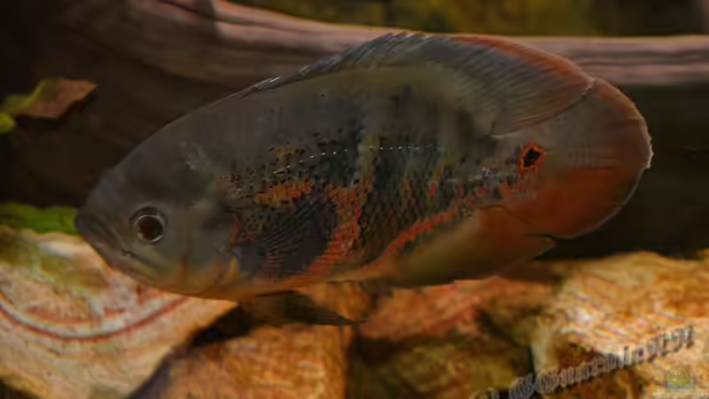 Astronotus sp. ´Bahia Rot´, eine asiatische Züchtung, oder doch Natur, das ist hier die Frage ??? von GGuardiaNN (35)