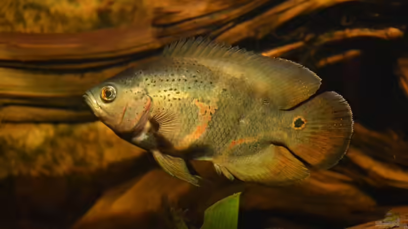 Astronotus sp. ´Red Tail Bahia´ oder ´Bahia Red´, das ist hier die Frage ? von GGuardiaNN (89)