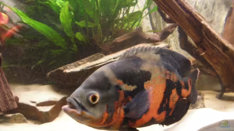 Astronotus von Marc Adrian (4)