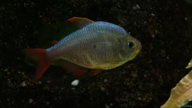 Astyanax von Fischkopp (13)