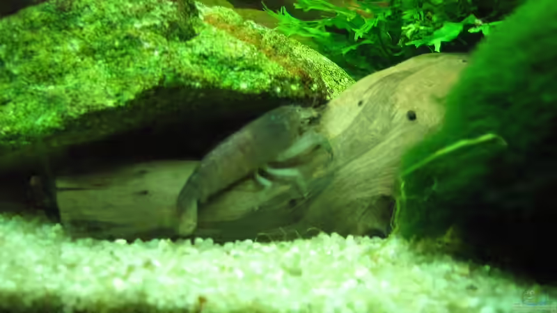 ataya Gabonensis von Sky1706 (9)