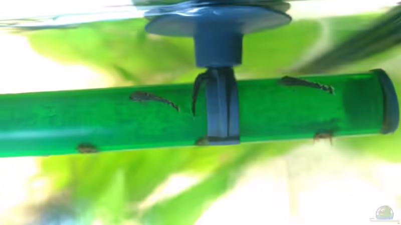 Atennenwels Nachwuchs von Fabian Ber (39)