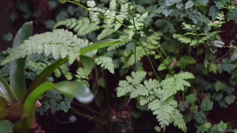 Athyrium spec.  von Junglist (19)