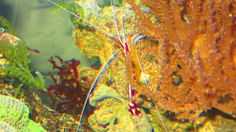 Atlantische Putzergarnele von Christian Bayerl (22)