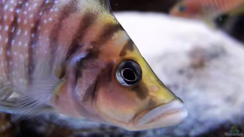 Atolamprologus calvus von axolotl (100)