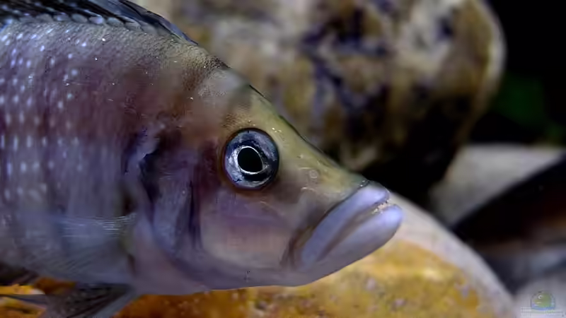 Atolamprologus calvus von axolotl (86)