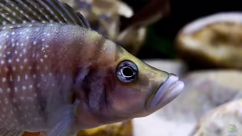 Atolamprologus calvus von axolotl (87)
