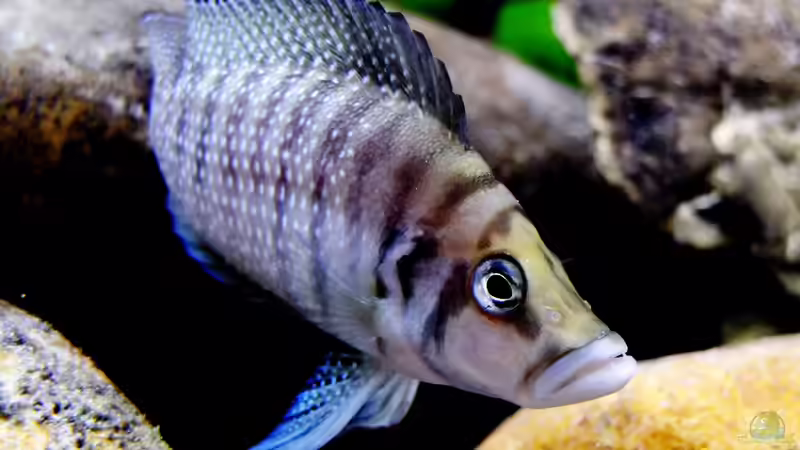 Atolamprologus calvus von axolotl (88)