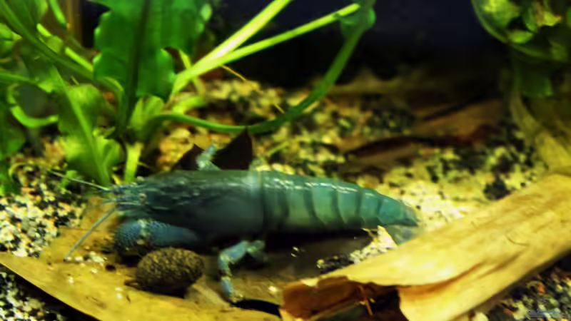 Atya gabonensis mit ca 12cm von die Perle... (63)