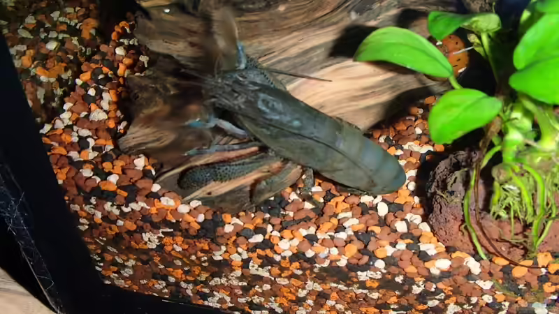 Atya gabonensis von Pflanzennarr (64)