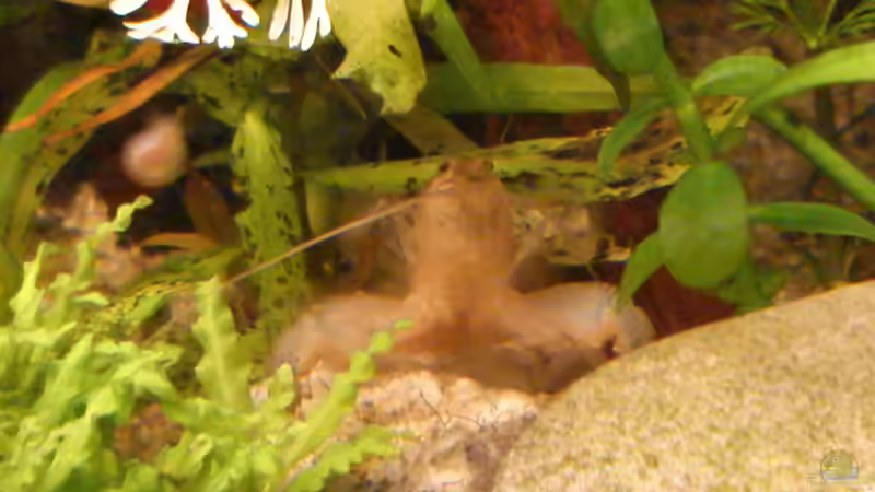 Atya gabonensis von Susanne Kruse (30)