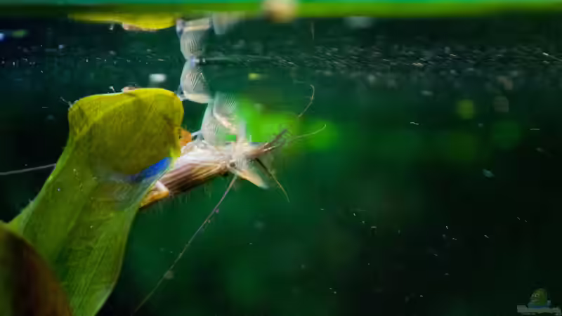 Atya Moluccensis - Fleißig am Fächern von Melusine Vom Musenhain (7)