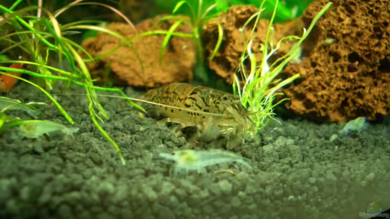 Aquarien mit Atyoida pilipes (Zwergfächergarnele)