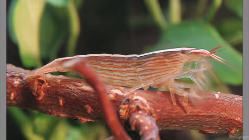 Atyopsis mollucensis von Stielauge (5)