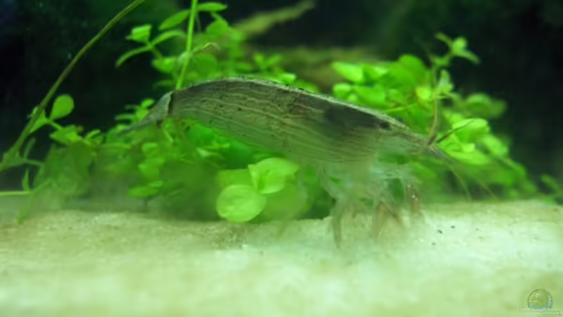 Atyopsis moluccensis, Molukken- oder Radargarnele von Der Siems (33)