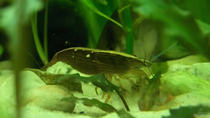 Atyopsis moluccensis, Molukken- oder Radargarnele von Der Siems (58)