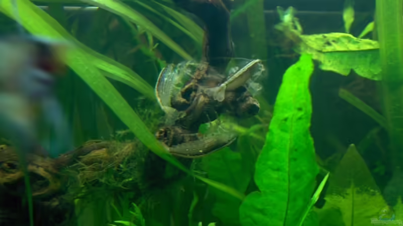 Atyopsis moluccensis, Molukken- oder Radargarnelen beim Filtrieren auf Weinrebe von Der Siems (35)