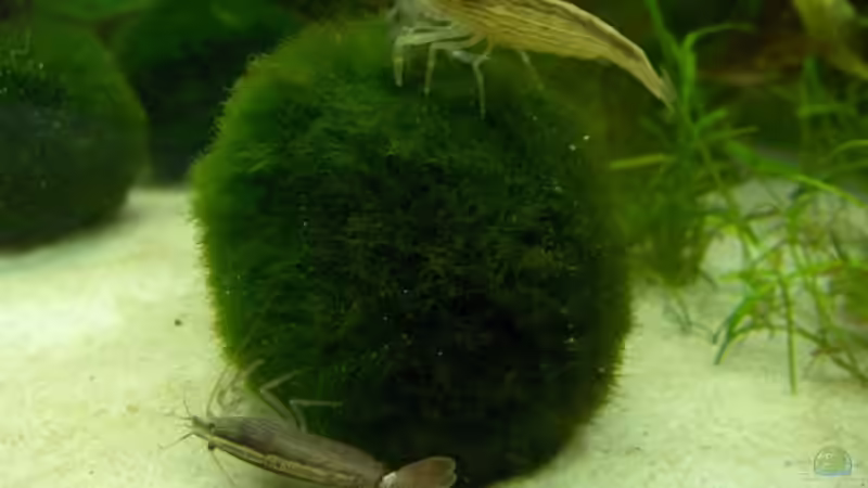 Aquarien mit Atyopsis moluccensis (Molukken Fächerhandgarnele)