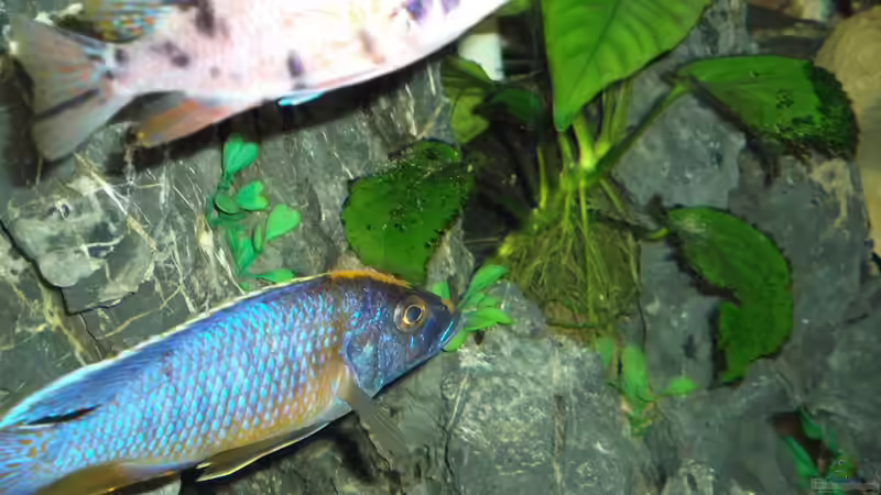 Au.marmalade cat Otopharynx lithobates von Esslinger (10)