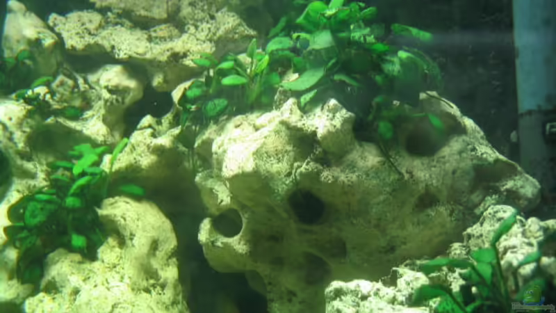 Aubias barteri.nana von Andreas Herbrich (4)