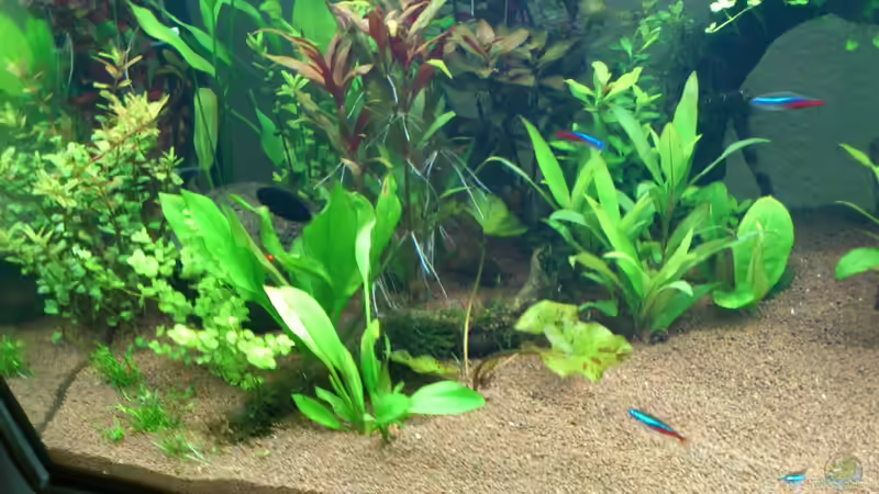 auch 1 woche nach dem Einpflanzen von &lt;---MARCO---&gt; (8)