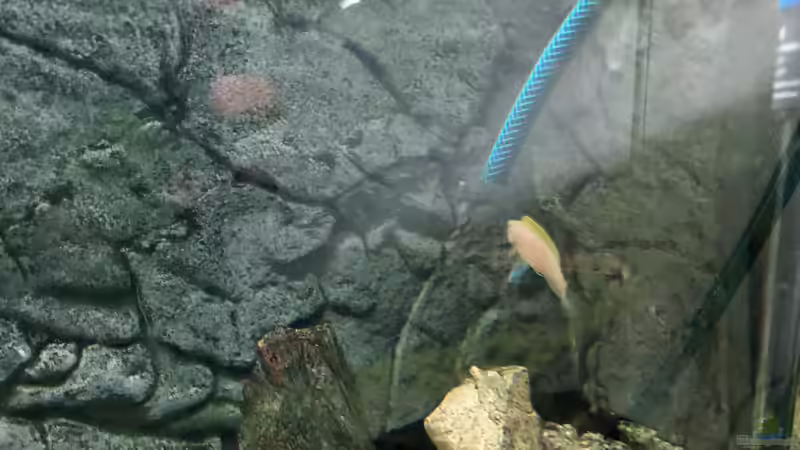 Auch 30cm über der Jungfische-Brut wird der Schlauch bekämpfet... von Helga Kury (9)