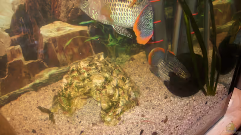 auch bei Fam. Oskar ist Nachwuchs in Arbeit  von fischmutti (16)