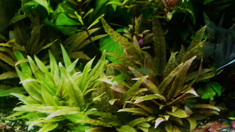 Auch ca. 3 und 1/2 Monate nach Start keine Algenprobleme (Cryptocoryna wendtii grün von Reiner Dr. Med. Jesse (58)