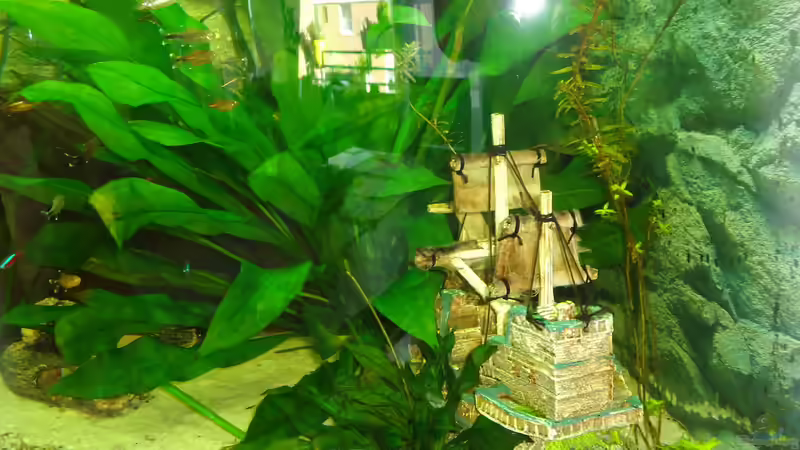 Auch das Deko-Schiff wird langsam uberwachsen von atom010 (31)