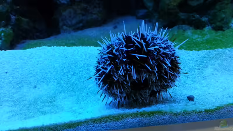 Echinoidea-Arten im Aquarium halten (Einrichtungsbeispiele mit Seeigeln)