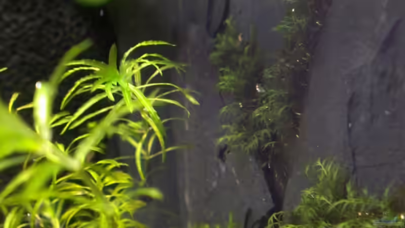 auch der Gabelzahn fängt an richtig auszutreiben 09.11.12 von M to the ilan (26)