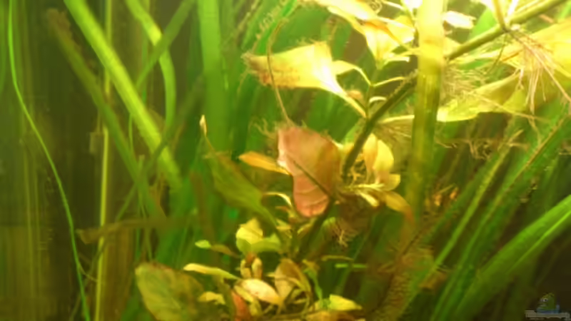 auch der Heizer und beide Pumpenauslässe kaum zu sehen  von Kai Heermann (16)