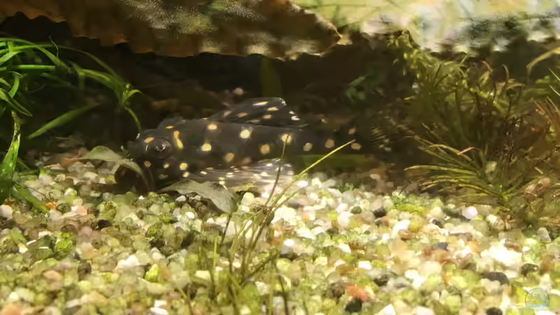 auch der Snowball kommt aus der Deckung von Diedelsen (27)