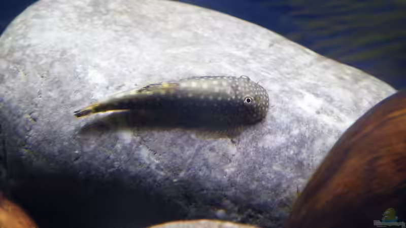Aquarien mit Steinen als Dekoration (Einrichtungsbeispiele mit Steinen)