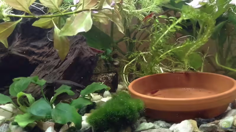 Auch die Garnelen sind fotogen von Ceylon (34)