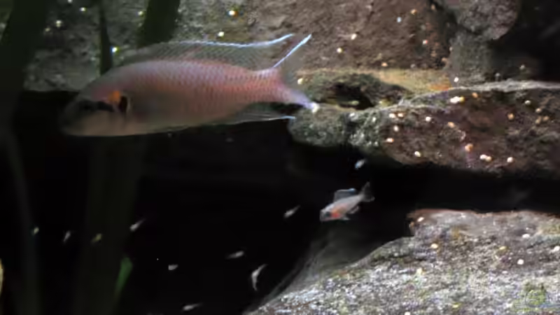 Auch die Kleinen passen mit auf... von -serok- (11)