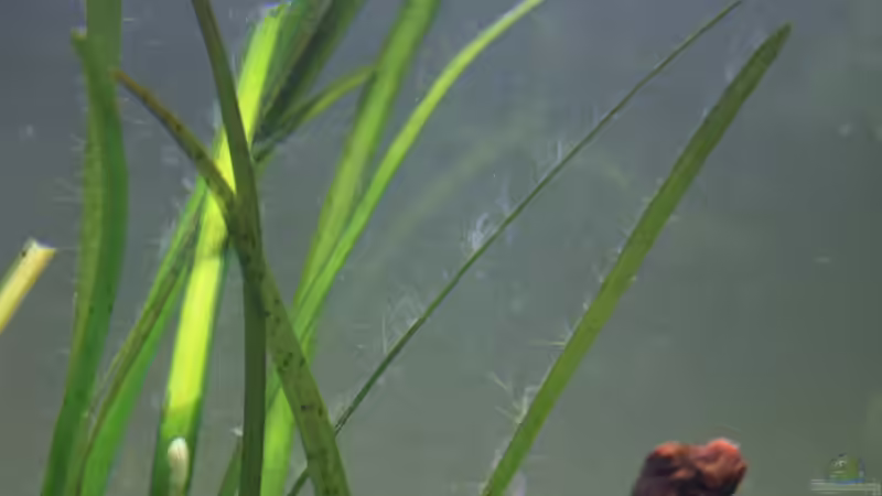 auch die Valisnerien sind veralgt von Pfennigkraut (8)